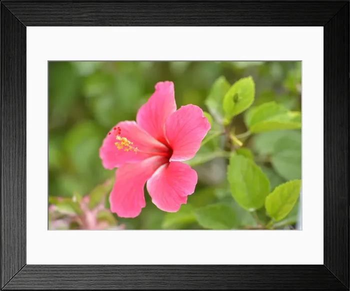 Framed Print : Hibiscus Flower, Belize City, Belize, Central America Framed Print : Hibiscus Flower, Belize City, Belize, Central America