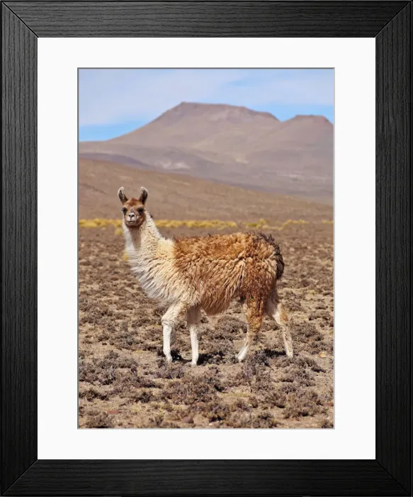 Framed Print : Bolivia, Potosi Department, Llama in the Sur Lipez Province Framed Print : Bolivia, Potosi Department, Llama in the Sur Lipez Province