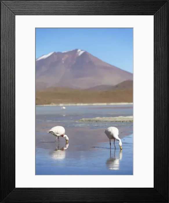 Framed Print : Flamingoes at Laguna Adeyonda on Altiplano, Potosi Department, Bolivia Framed Print : Flamingoes at Laguna Adeyonda on Altiplano, Potosi Department, Bolivia
