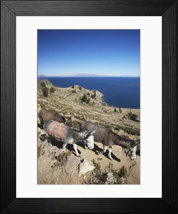 Framed Print : Donkeys walking on Isla del Sol (Island of the Sun), Lake Titicaca, Bolivia Framed Print : Donkeys walking on Isla del Sol (Island of the Sun), Lake Titicaca, Bolivia