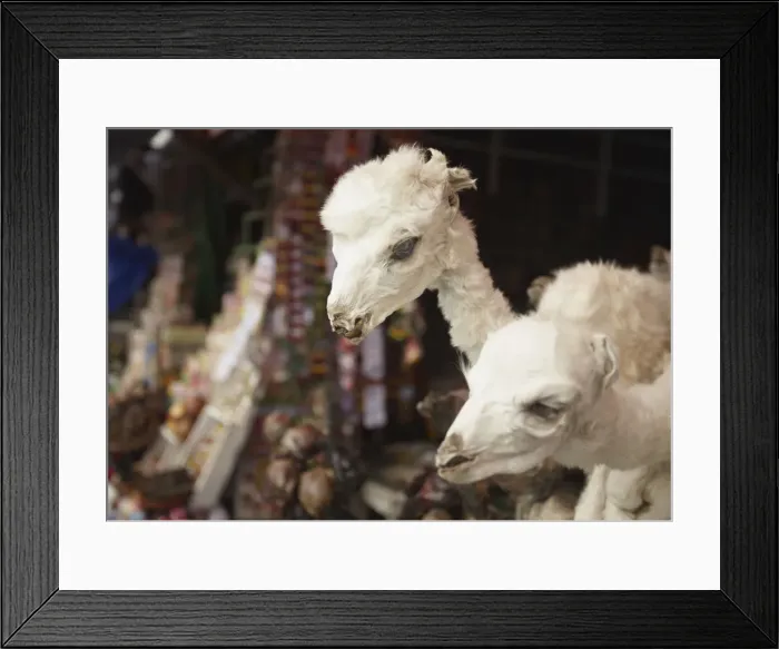 Framed Print : Stuffed baby llamas in Witches Market, La Paz, Bolivia