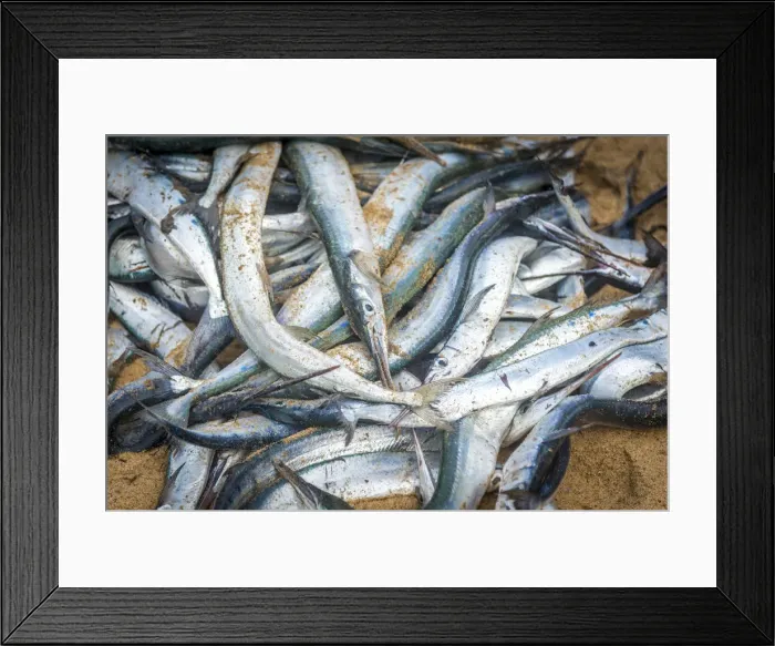 Framed Print : Africa, Benin, Grand Popo. Fresh fish at the market on the beach Framed Print : Africa, Benin, Grand Popo. Fresh fish at the market on the beach