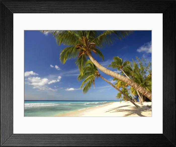 Framed Print : Palm Trees, Oistins Bay, Barbados, West Indies Framed Print : Palm Trees, Oistins Bay, Barbados, West Indies