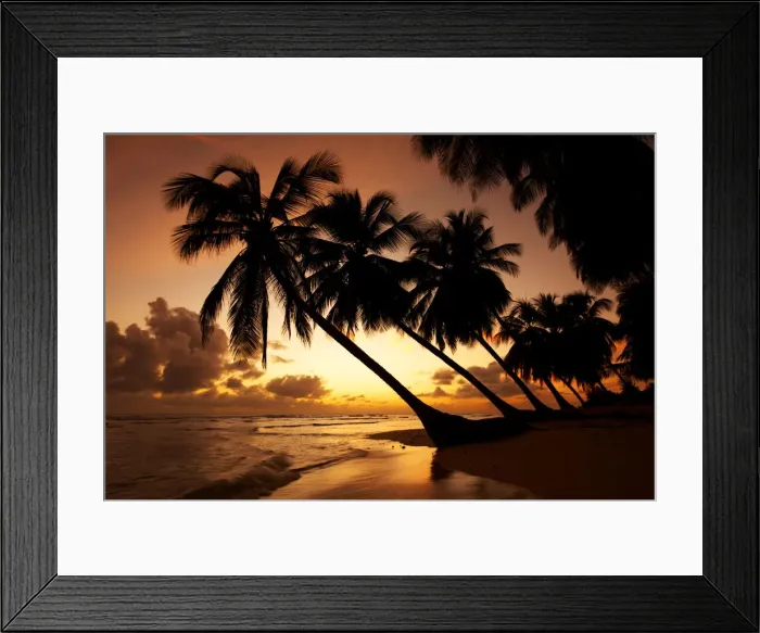 Framed Print : Palm Trees at Sunset, Barbados, West Indies Framed Print : Palm Trees at Sunset, Barbados, West Indies