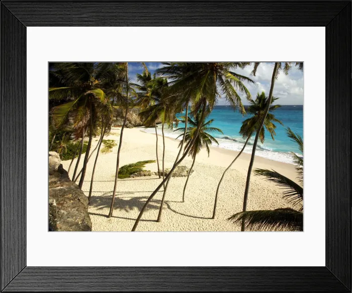 Framed Print : Palm Trees, Bottom Bay, Barbados, West Indies Framed Print : Palm Trees, Bottom Bay, Barbados, West Indies
