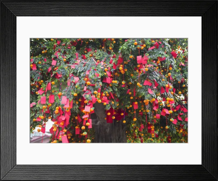 Framed Print : Wishing tree at Wishing Tree Festival at Chinese New Year, Tai Po, New Territories Framed Print : Wishing tree at Wishing Tree Festival at Chinese New Year, Tai Po, New Territories