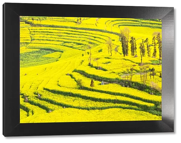 Rapeseed farms in Niujie, known as 'snail farms' due to their snail shell like terracing, Luoping, Yunnan, China