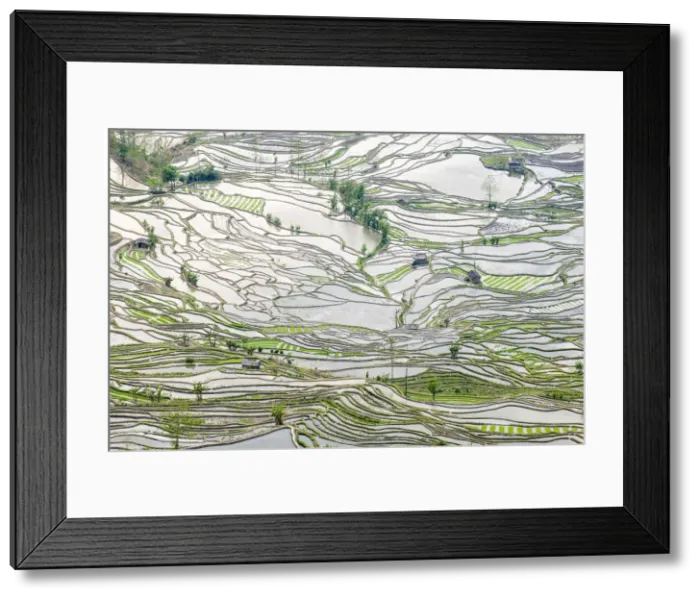 Framed Print : Rice terraces in Yuanyang, Yunnan, China Framed Print : Rice terraces in Yuanyang, Yunnan, China