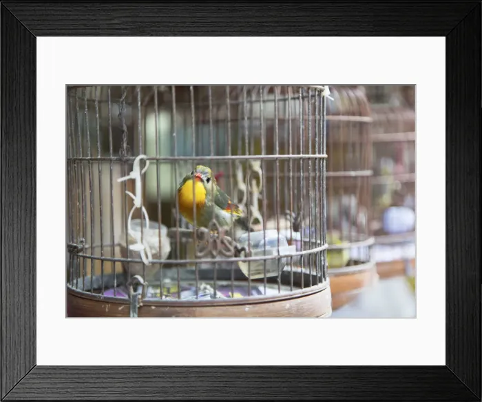Framed Print : Yuen Po Street Bird Market, Mongkok, Kowloon, Hong Kong Framed Print : Yuen Po Street Bird Market, Mongkok, Kowloon, Hong Kong