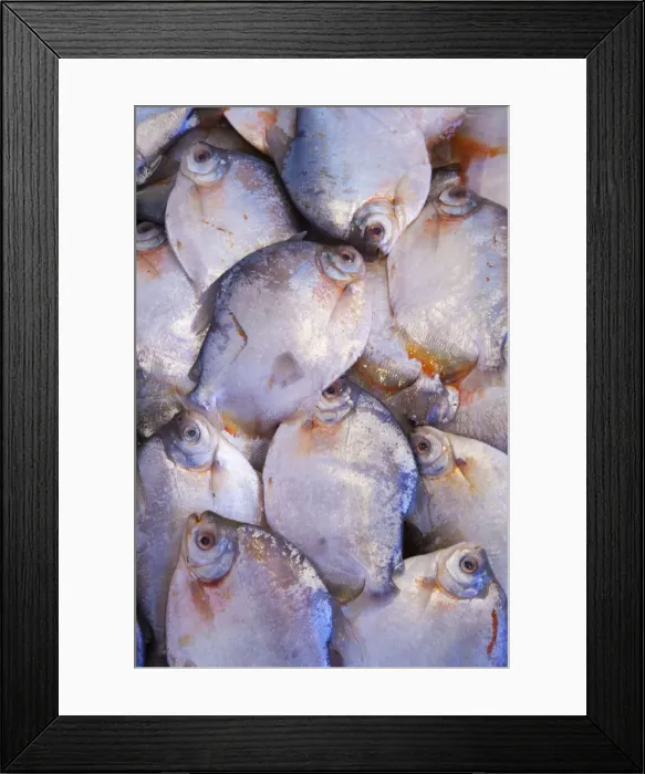 Framed Print : South America, Brazil, Amazon, Amazonas, Manaus, Amazon river fish for sale in the market