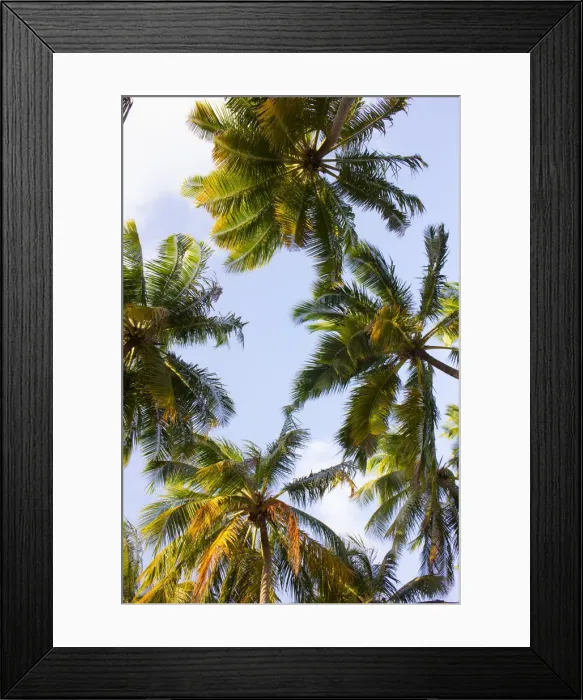 Framed Print : South America, Brazil, Alagoas, Praia do Patacho, coconut palms Framed Print : South America, Brazil, Alagoas, Praia do Patacho, coconut palms