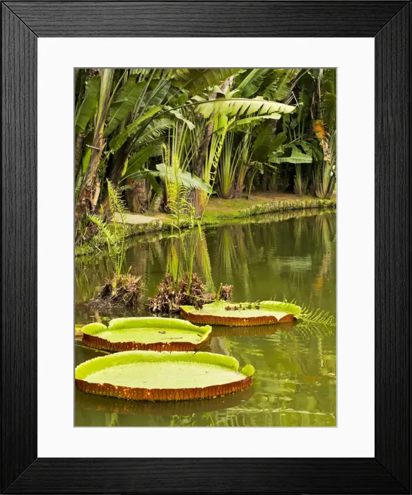 Framed Print : Brazil, City of Rio de Janeiro, View of the Botanical Garden Framed Print : Brazil, City of Rio de Janeiro, View of the Botanical Garden