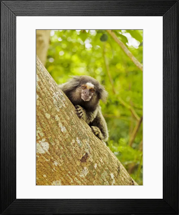 Framed Print : Brazil, City of Rio de Janeiro, Leme, Black-tufted marmoset(Callithrix penicillata) Framed Print : Brazil, City of Rio de Janeiro, Leme, Black-tufted marmoset(Callithrix penicillata)