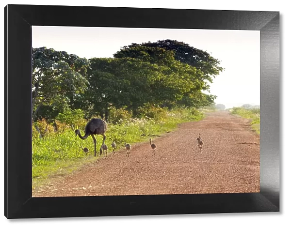 South America, Brazil, Mato Grosso do Sul, A Greater Rhea with chicks walking along