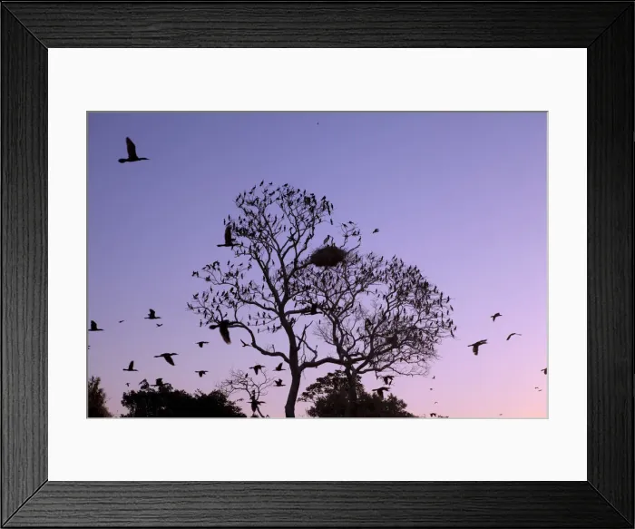 Framed Print : South America, Brazil, Mato Grosso do Sul, a tree in the Pantanal with nesting Jabiru Framed Print : South America, Brazil, Mato Grosso do Sul, a tree in the Pantanal with nesting Jabiru