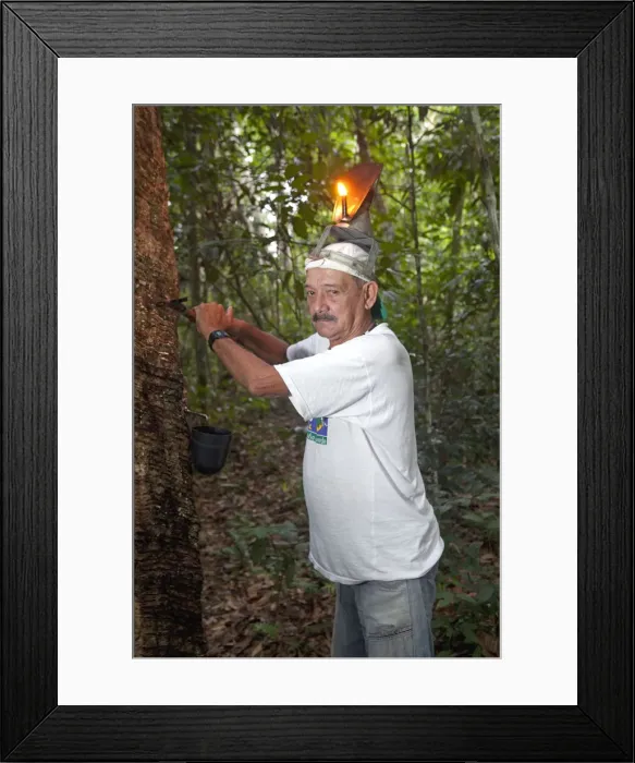 Framed Print : Brazil, Amazon, Acre state, Xapuri, Reserva Extrativista Chico Mendes, Rubber tapper Framed Print : Brazil, Amazon, Acre state, Xapuri, Reserva Extrativista Chico Mendes, Rubber tapper