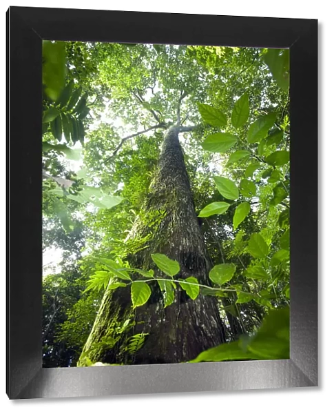 Brazil, Amazon, Acre state, Xapuri, Reserva Extrativista Chico Mendes, kapok tree