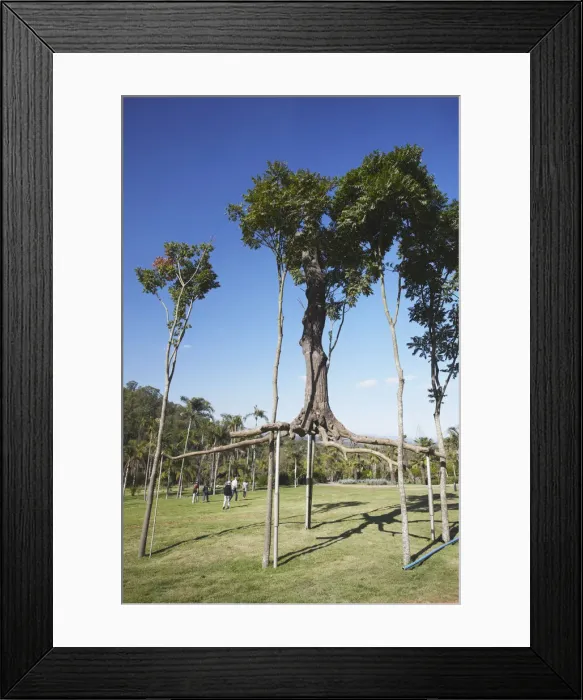 Framed Print : Tree art by Chris Burden at Centro de Arte Contemporanea Inhotim, Brumadinho, Belo Framed Print : Tree art by Chris Burden at Centro de Arte Contemporanea Inhotim, Brumadinho, Belo