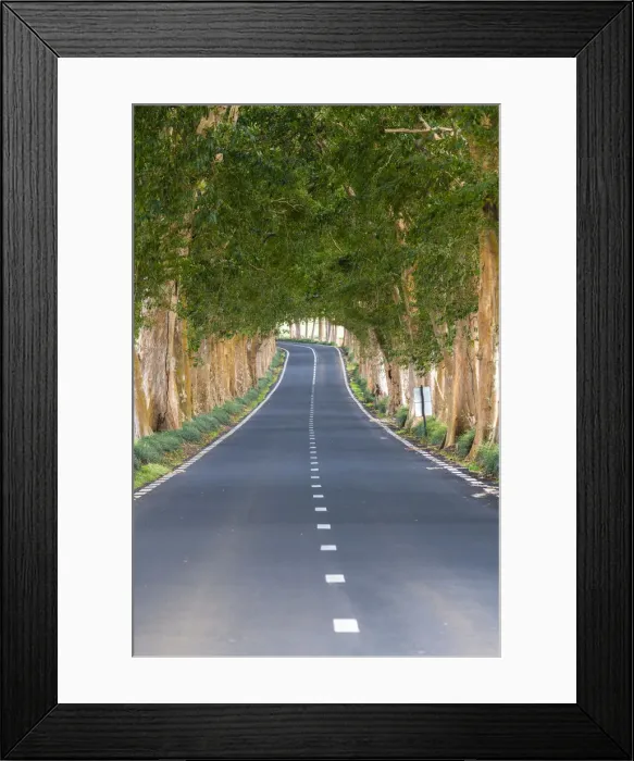 Framed Print : Tree-lined road, Grand Port district, Mauritius, Africa Framed Print : Tree-lined road, Grand Port district, Mauritius, Africa