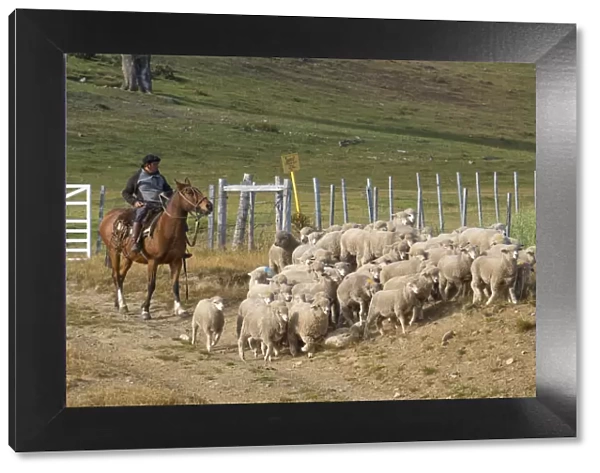 South America, Chile, Patagonia, Gaucho herding his sheep