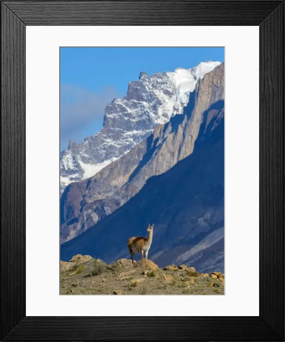 Framed Print : South America, Andes, Patagonia, Guanaco in Torres del Paine National Park Framed Print : South America, Andes, Patagonia, Guanaco in Torres del Paine National Park