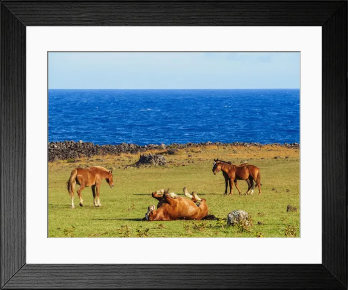 Framed Print : Horses on the coast of Easter Island, Chile Framed Print : Horses on the coast of Easter Island, Chile