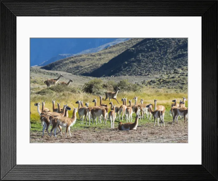 Framed Print : South America, Andes, Patagonia, Guanaco herd in Torres del Paine National Park Framed Print : South America, Andes, Patagonia, Guanaco herd in Torres del Paine National Park