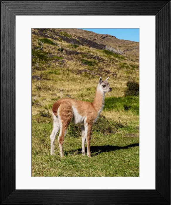 Framed Print : Guanaco (Lama guanicoe), Torres del Paine National Park, Patagonia, Chile Framed Print : Guanaco (Lama guanicoe), Torres del Paine National Park, Patagonia, Chile