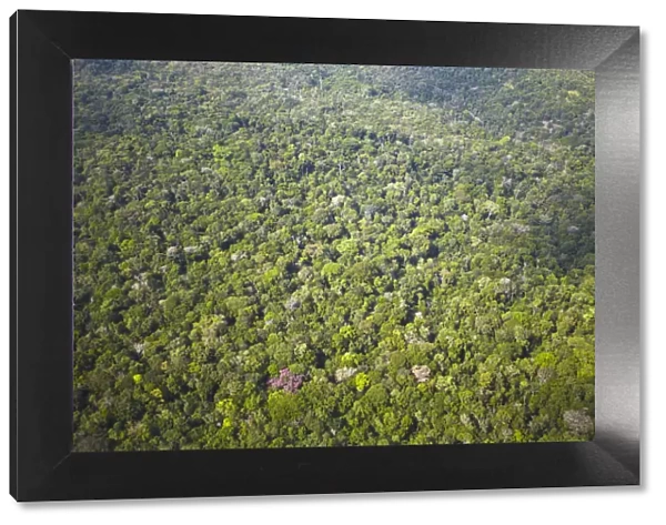 Aerial view of Amazon Rainforest, Manaus, Amazonas, Brazil