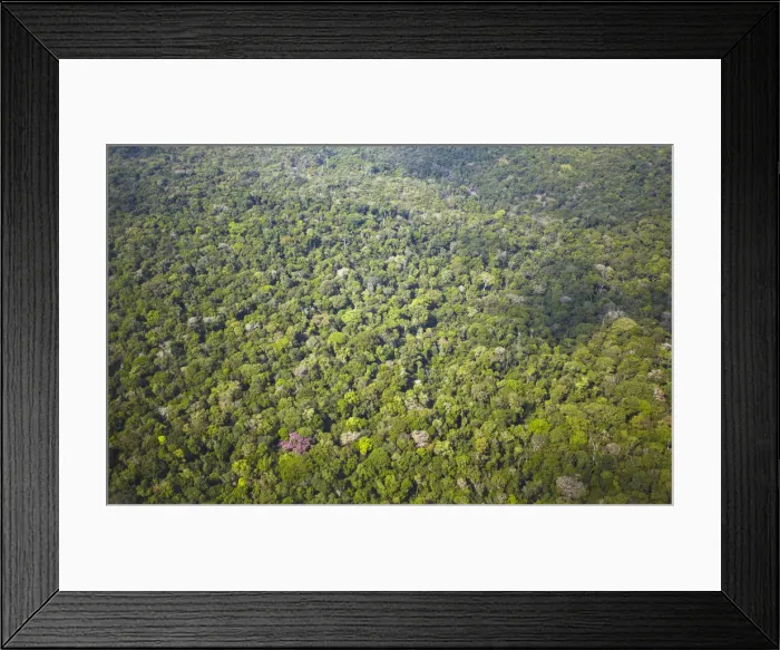 Framed Print : Aerial view of Amazon Rainforest, Manaus, Amazonas, Brazil Framed Print : Aerial view of Amazon Rainforest, Manaus, Amazonas, Brazil