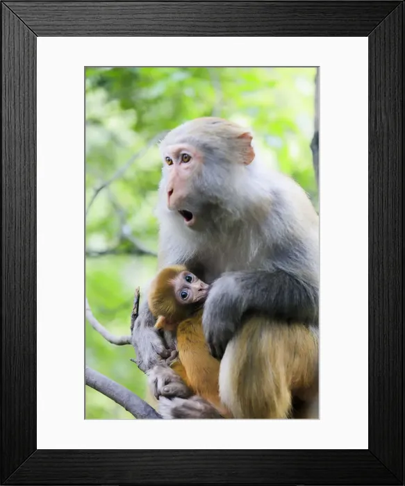 Framed Print : China, Hunan, Macaque monkeys in Zhangjiajie National Forest Park, also called Framed Print : China, Hunan, Macaque monkeys in Zhangjiajie National Forest Park, also called