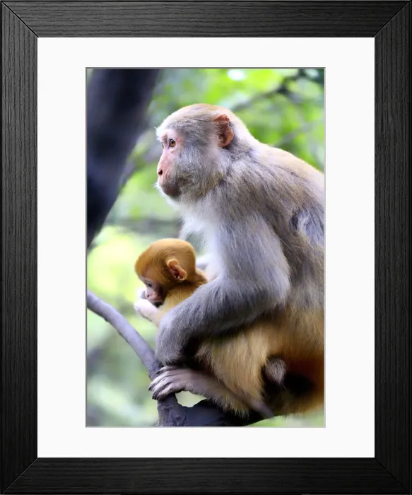 Framed Print : China, Hunan, Macaque monkeys in Zhangjiajie National Forest Park, also called Framed Print : China, Hunan, Macaque monkeys in Zhangjiajie National Forest Park, also called