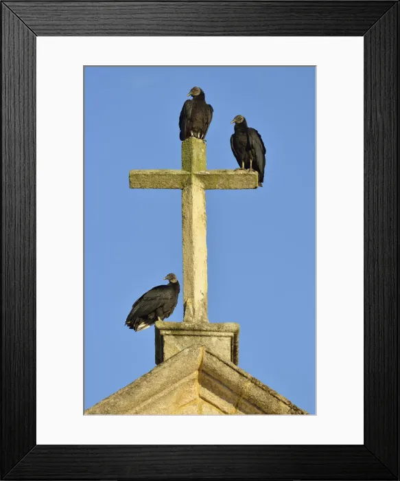 Framed Print : Vultures sitting on cross, colonial church, Paraty, Rio de Janeiro, Brazil, South America