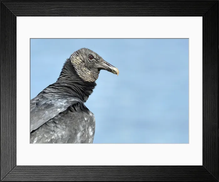 Framed Print : Vulture, Paraty, Brazil Framed Print : Vulture, Paraty, Brazil