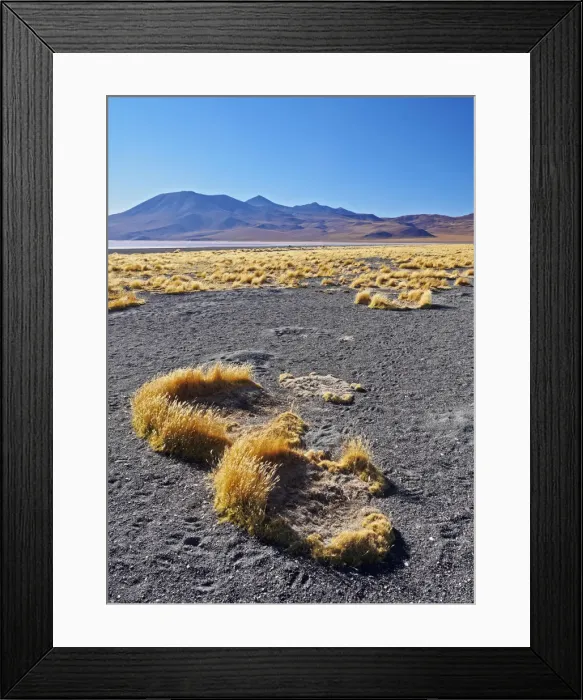Framed Print : Bolivia, Potosi Departmant, Sur Lipez Province, Eduardo Avaroa Andean Fauna National Framed Print : Bolivia, Potosi Departmant, Sur Lipez Province, Eduardo Avaroa Andean Fauna National