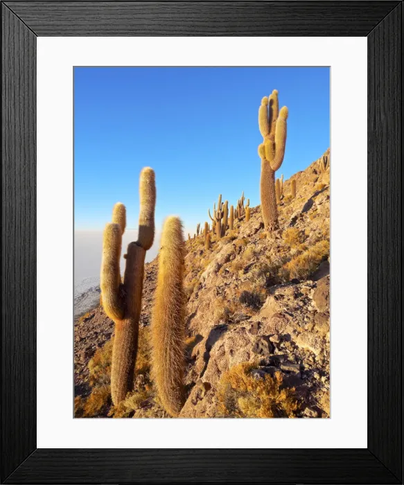 Framed Print : Bolivia, Potosi Department, Daniel Campos Province, Salar de Uyuni, View of the Incahuasi Framed Print : Bolivia, Potosi Department, Daniel Campos Province, Salar de Uyuni, View of the Incahuasi