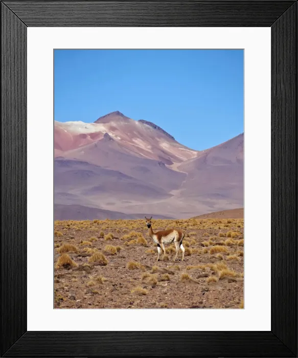 Framed Print : Bolivia, Potosi Departmant, Sur Lipez Province, Vicuna(Vicugna vicugna) in the Eduardo