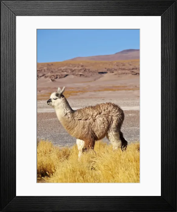 Framed Print : Bolivia, Potosi Departmant, Sur Lipez Province, Eduardo Avaroa Andean Fauna National Framed Print : Bolivia, Potosi Departmant, Sur Lipez Province, Eduardo Avaroa Andean Fauna National