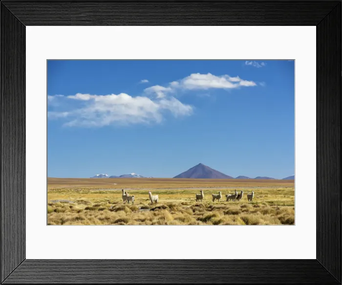 Framed Print : South America, Andes, Altiplano, Bolivia, Llamas on Villamar Mallcu Framed Print : South America, Andes, Altiplano, Bolivia, Llamas on Villamar Mallcu