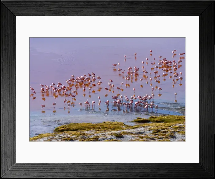 Framed Print : South America, Andes, Altiplano, Bolivia, Red Lagoon with Flamingos ( Laguna Colorada) Framed Print : South America, Andes, Altiplano, Bolivia, Red Lagoon with Flamingos ( Laguna Colorada)