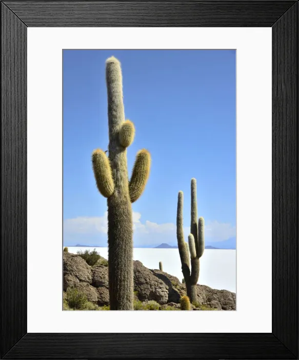 Framed Print : South America, Andes, Altiplano, Bolivia, Salar de Uyuni, Isla Incahuasi Framed Print : South America, Andes, Altiplano, Bolivia, Salar de Uyuni, Isla Incahuasi