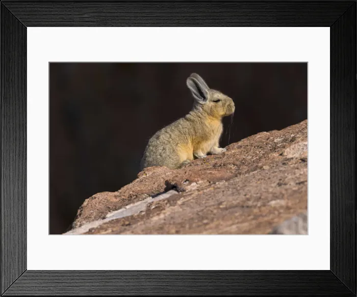 Framed Print : South America, Andes, Altiplano, Bolivia, Viscacha Framed Print : South America, Andes, Altiplano, Bolivia, Viscacha