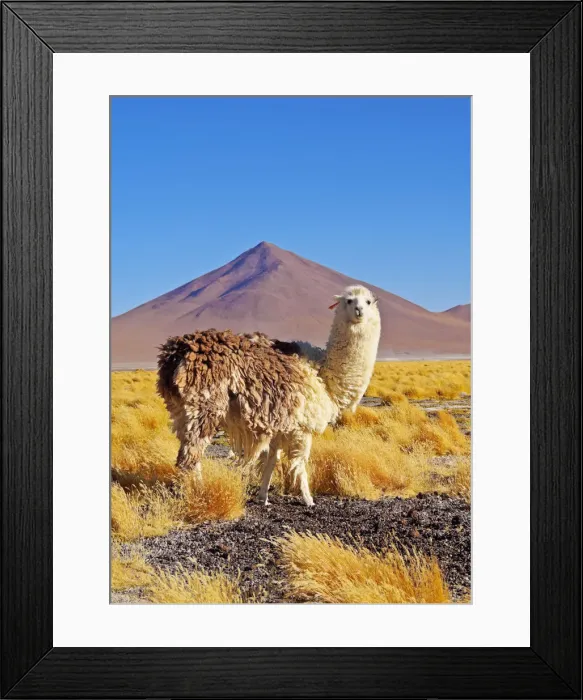 Framed Print : Bolivia, Potosi Departmant, Sur Lipez Province, Eduardo Avaroa Andean Fauna National Framed Print : Bolivia, Potosi Departmant, Sur Lipez Province, Eduardo Avaroa Andean Fauna National