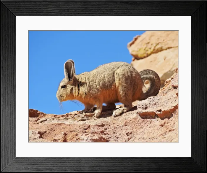 Framed Print : Bolivia, Potosi Departmant, Nor Lipez Province, Viscacha (Lagidium viscacia) in Framed Print : Bolivia, Potosi Departmant, Nor Lipez Province, Viscacha (Lagidium viscacia) in