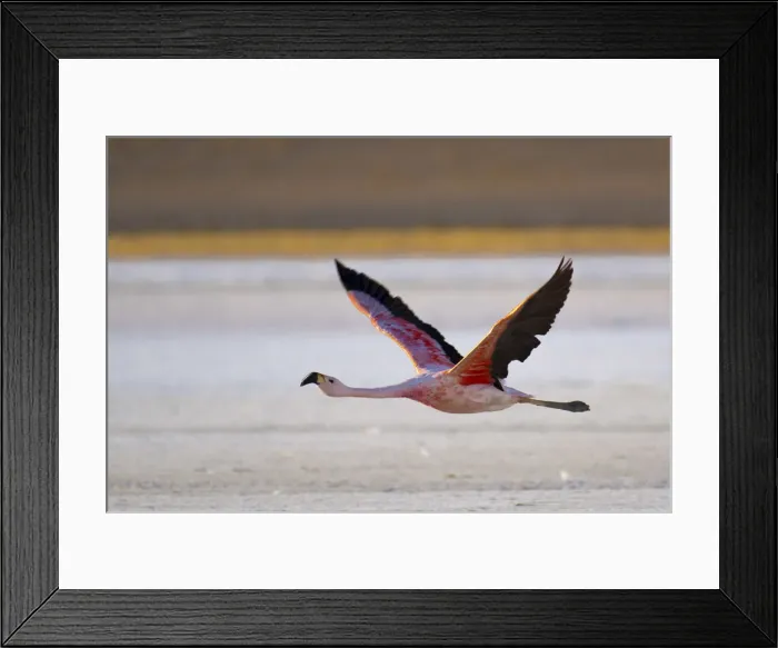 Framed Print : South America, Andes, Altiplano, Bolivia, Flamingo on Laguna Hedionda (Stinky Lagoon) Framed Print : South America, Andes, Altiplano, Bolivia, Flamingo on Laguna Hedionda (Stinky Lagoon)