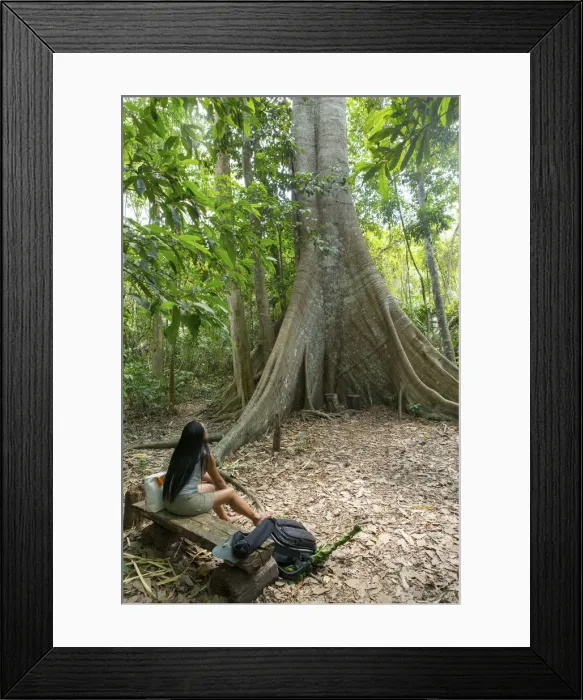 Framed Print : Brazil, Brazilian Amazon, Para, hikers in front of a giant kapok tree in the Amazon Framed Print : Brazil, Brazilian Amazon, Para, hikers in front of a giant kapok tree in the Amazon