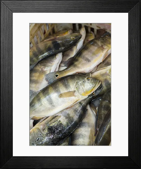 Framed Print : South America, Brazil, Para state, Belem, Ver-o-Peso market, Tucunare (peacock bass)