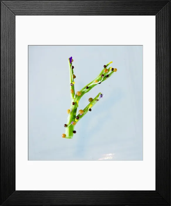 Framed Print : South America, Brazil, Sao Paulo, DOM restaurant, watercress with honey and mustard
