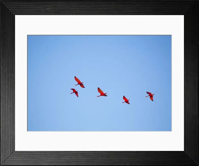 Framed Print : Brazil, Maranhao, Lencois Maranhenses national park, scarlet ibis (Eudocimus ruber) Framed Print : Brazil, Maranhao, Lencois Maranhenses national park, scarlet ibis (Eudocimus ruber)