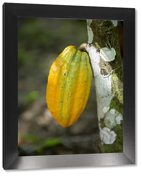South America, Brazil, Para state, Belem, a cacao (cocoa) pod  /  fruit on a chocolate